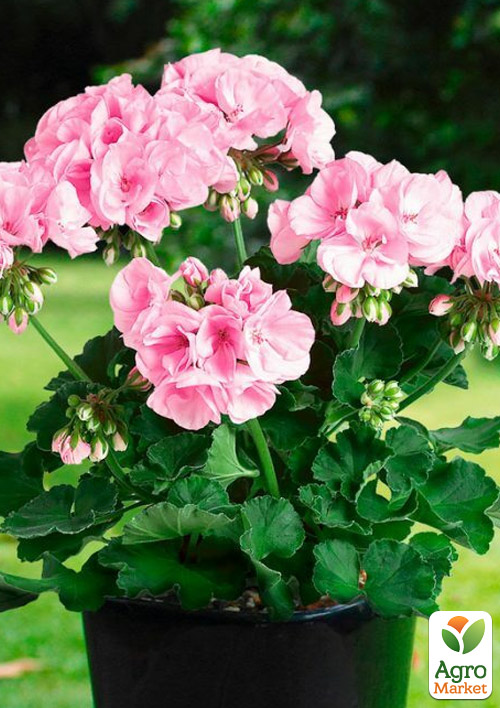 Пеларгонія зональна Dark Line "Alma"