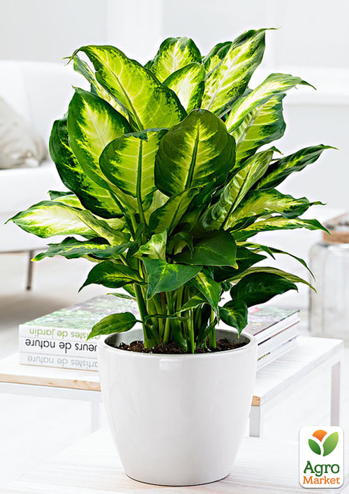 Дифенбахія (Dieffenbachia) "Camilla" висота 30-50см - фото 5