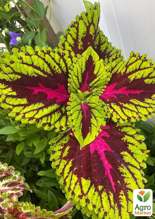 Колеус "Wizard Rose" 