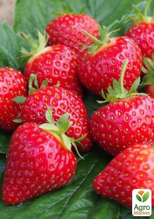 Полуниця "Хоней" (Honey) (ранній термін дозрівання, стійкий до хвороб і шкідників) - фото 8