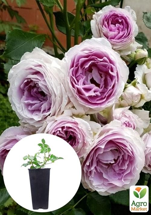 Роза в контейнере флорибунда "Vesalius" (саженец класса АА+)