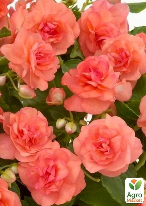 Бальзамін махровий «Salmon» - фото 2