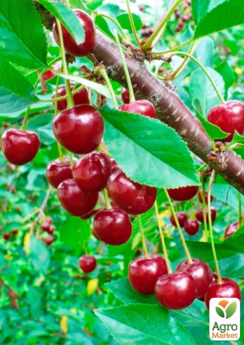 Вишня "Оптимистка" (летний сорт, средний срок созревания) - фото 4