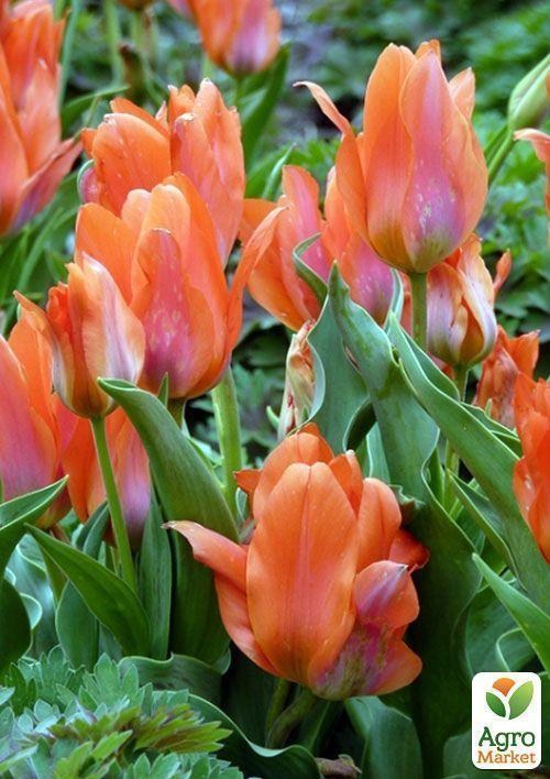 Тюльпан "Oratorio" 1шт в упаковке