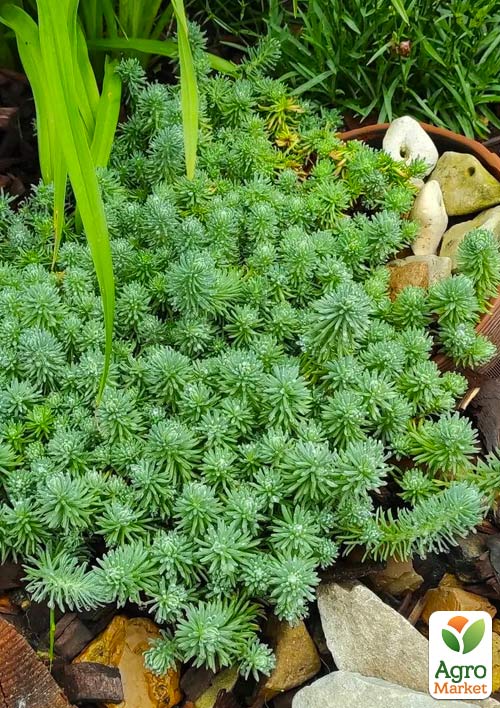 Очиток отогнутый "Blue Spruce" (Sedum reflexum) - фото 3