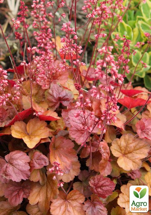 Гейхера (Heuchera) "Apricot"