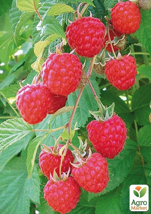 Малина "Глен Ампл" укорененная в контейнере (бесшипый сорт) 