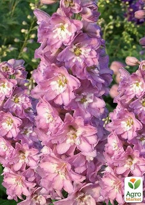Дельфиниум гибридный "Cherry Blossom White Bee" - фото 5