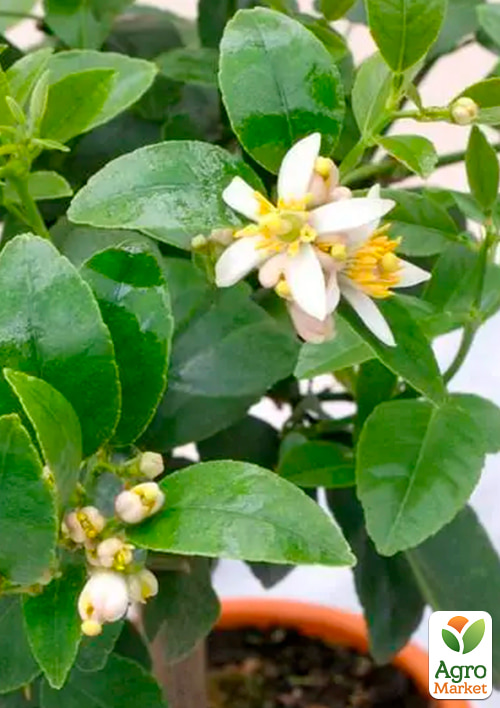 Лайм вариегатный "Tahiti Variegata" (очень сочный, ароматный плод)