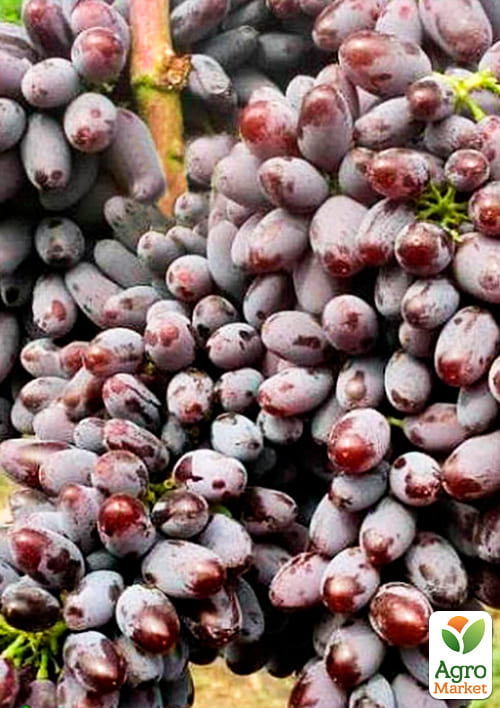Виноград "Юпитер" (кишмиш, ранний срок созревания, морозостойкость до -27⁰С) - фото 2