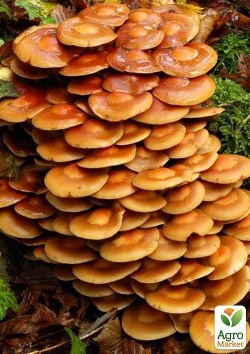 Мицелий на дубовых брусочках "Опенок летний" 10шт