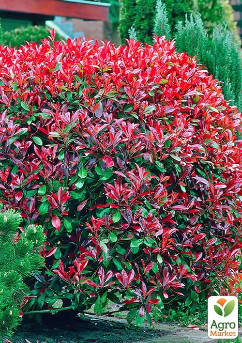 Фотиния Фразера "Little Red Robin" вазон Р9 - фото 3