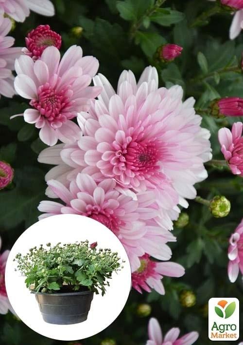 Хризантема Садова "Bransound Pink" (висота 30-50см)