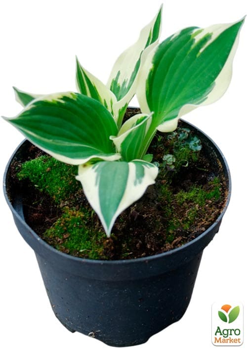 Хоста гибридная "Patriot" С3 - фото 4