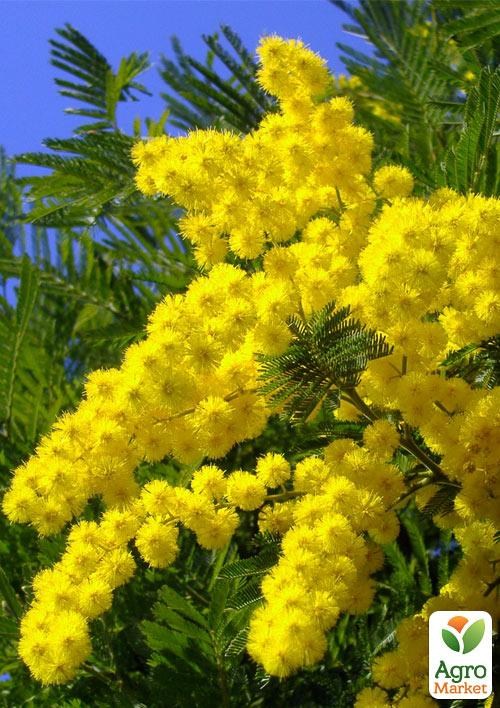 Мимоза (Acacia Dealbata) вазон Р9