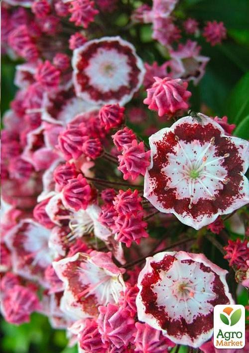 Кальмия latifolia "Bandeau"