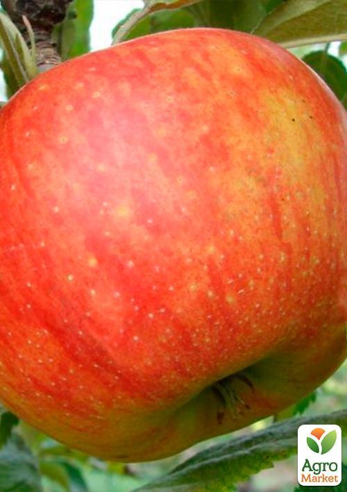 Яблоня "Целесте" (летний сорт позднего срока созревания) - фото 6