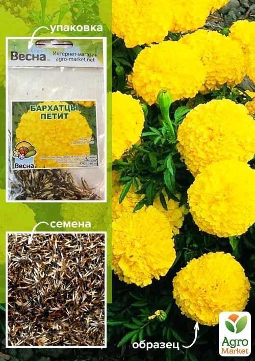 Бархатцы "Петит" (Зипер) ТМ "Весна" 1г