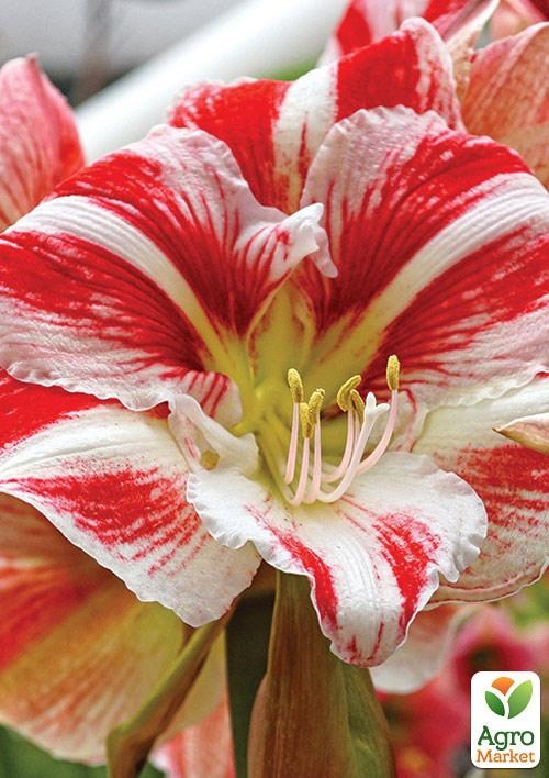 Гиппеаструм простой "Popov" (Амариллис) 