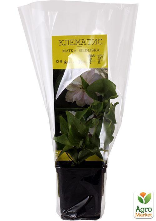 Клематис "Matka Siedliska" - фото 5