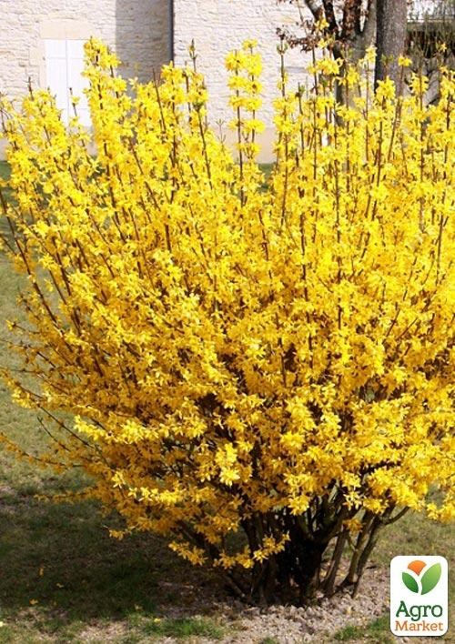 Форзиція європейська "Lynwood Gold"