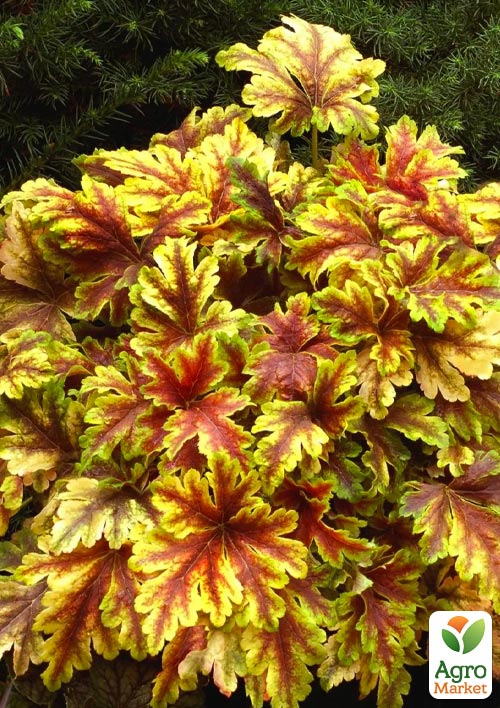 Гейхерелла (Heucherella) "Golden Zebra" С1 (высота 15-30см) - фото 5