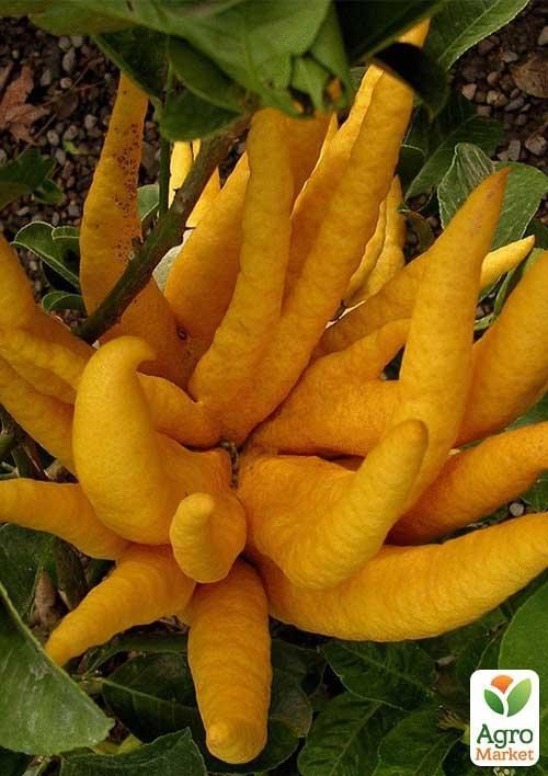 Цитрон "Пальци Будди"