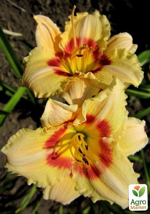 Лилейник "Siloam Valentine" 1шт в упаковке - фото 2