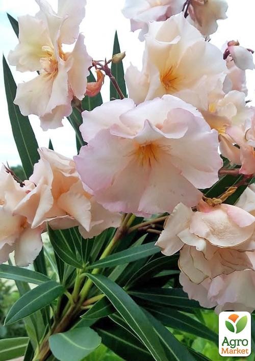 Олеандр махровый "Oasis" (вечнозеленый, душистый кустарник) - фото 3