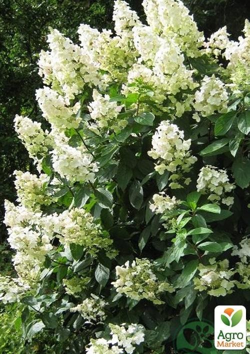 Гортензия метельчатая "Tardiva" контейнер Р9 - фото 2