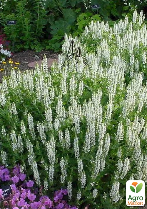 Шалфей Дубравный "Medium White" С1.5 - фото 3