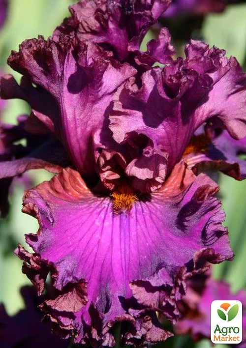 Ирис бородатый крупноцветковый "Mambo Italiano"  