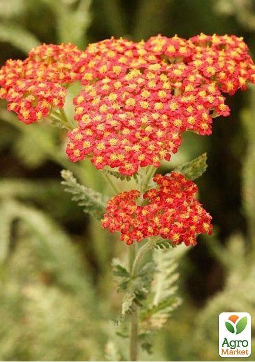 Тысячелистник "Walter Funcke"