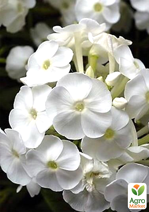 Флокс багаторічний "White Admiral" 1шт в упаковці