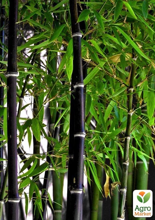 Бамбук "Phyllostachys Nigra" С3, высота 40-60см