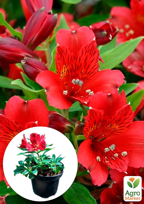 Альстромерія inticancha "Red" (вирощено in-vitro) С1,5