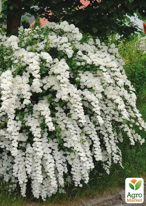 Спірея Вангутта (горщик Р9)