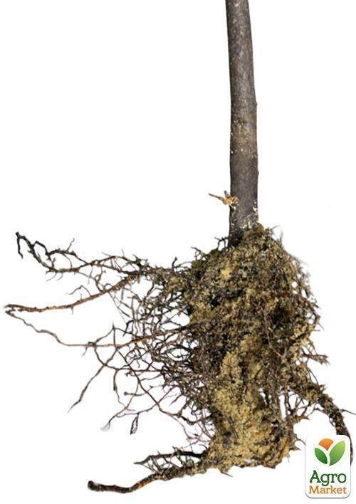 Эксклюзив! Дерево-сад Яблоня "Деличия+Амулет+Лигол" - фото 2