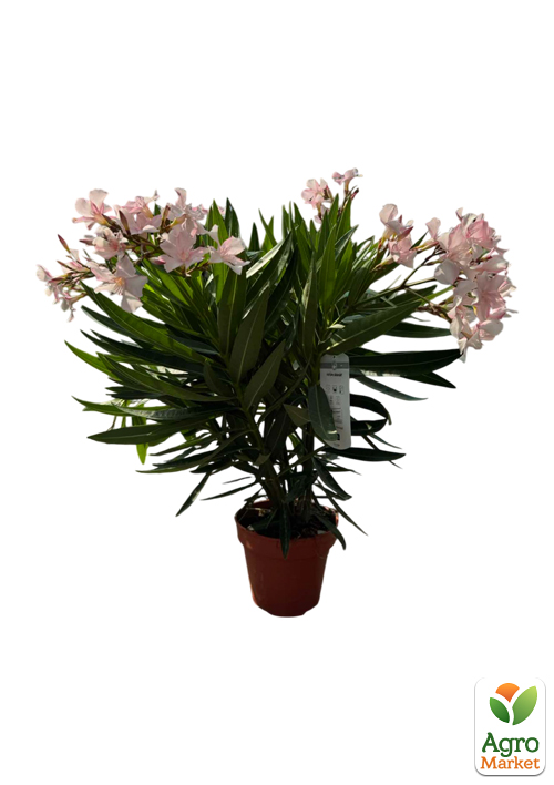 LMTD Олеандр цветущий 3-х летний "Dwarf Rose" (45-65см) - фото 5