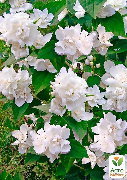 Жасмин садовий махровий "Помпон" (Саджанець)