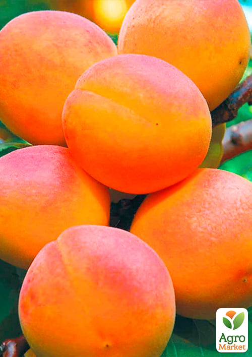 Абрикос "NJA 19" (літній сорт, середній термін дозрівання) - фото 4