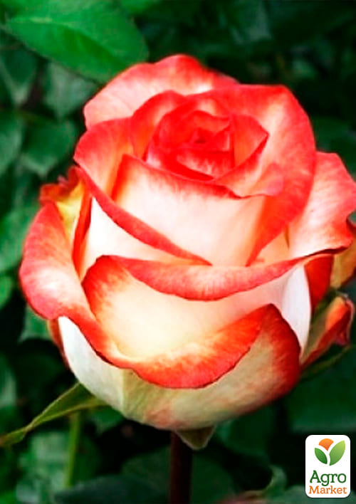 Троянда чайно-гібридна "Блаш" (саджанець класу АА +) вищий сорт - фото 4