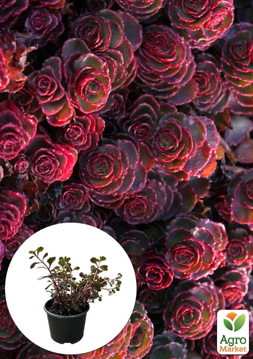 Очиток помилковий «Кров Драконів» (Sedum spurium «Dragons Blood»)