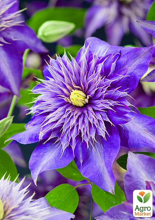 Клематис "Multi Blue"
