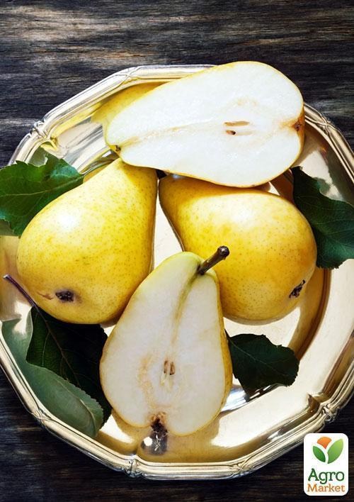 Эксклюзив! Груша желто-золотистая "Сладкий аромат" (Sweet aroma) (французская селекция, премиальный высокоурожайный сорт) - фото 5
