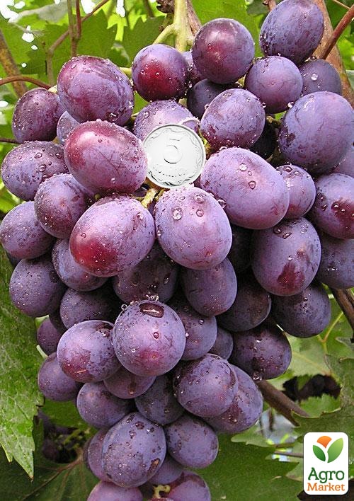 Виноград "Кардинал" (ранній термін дозрівання)