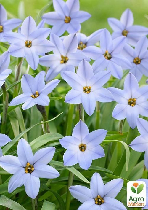Ифейон "Wisley Blue" 5шт в упаковке