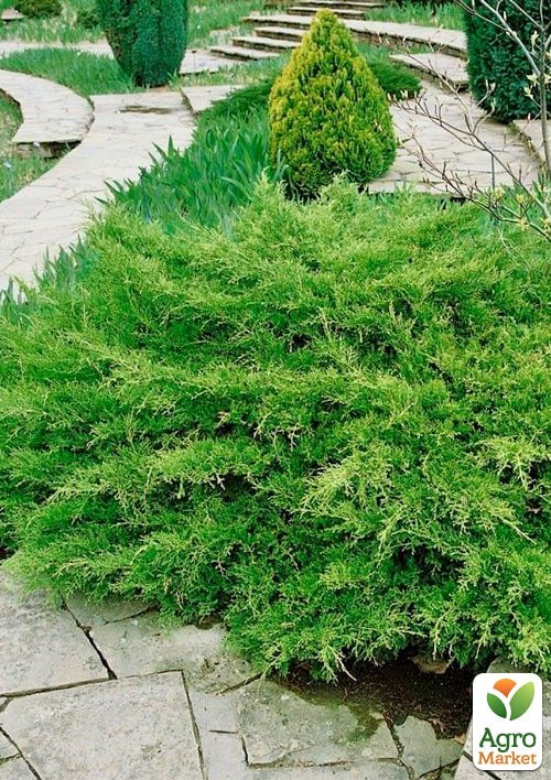 Можжевельник средний "Pfitzeriana" (ком/сетка) диаметр 50-60 см - фото 3