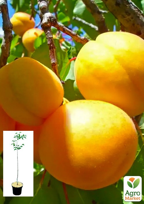 Абрикос "Голд Рич"  укорененный в контейнере (саженец 2 года)