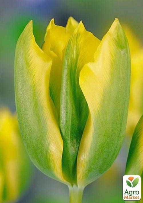 Тюльпан "Formosa" 3шт в упаковке